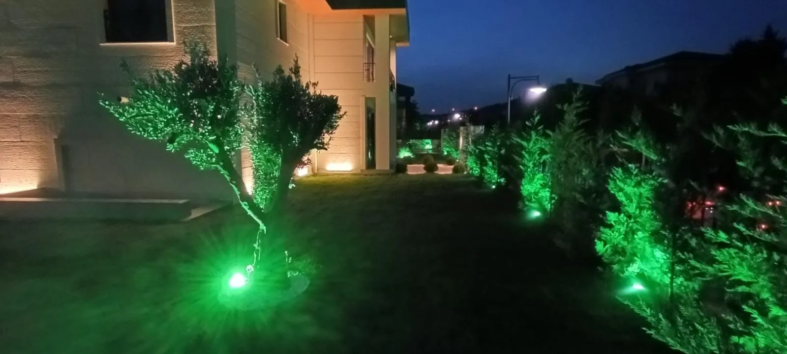 Çim alan boyunca ağaç ve bitki aydınlatması